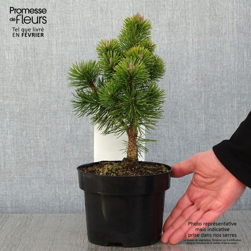 Exemplar von Pinus mugo Mumpitz - Bergkiefer Topf mit 2L/3L wie im Winter geliefert