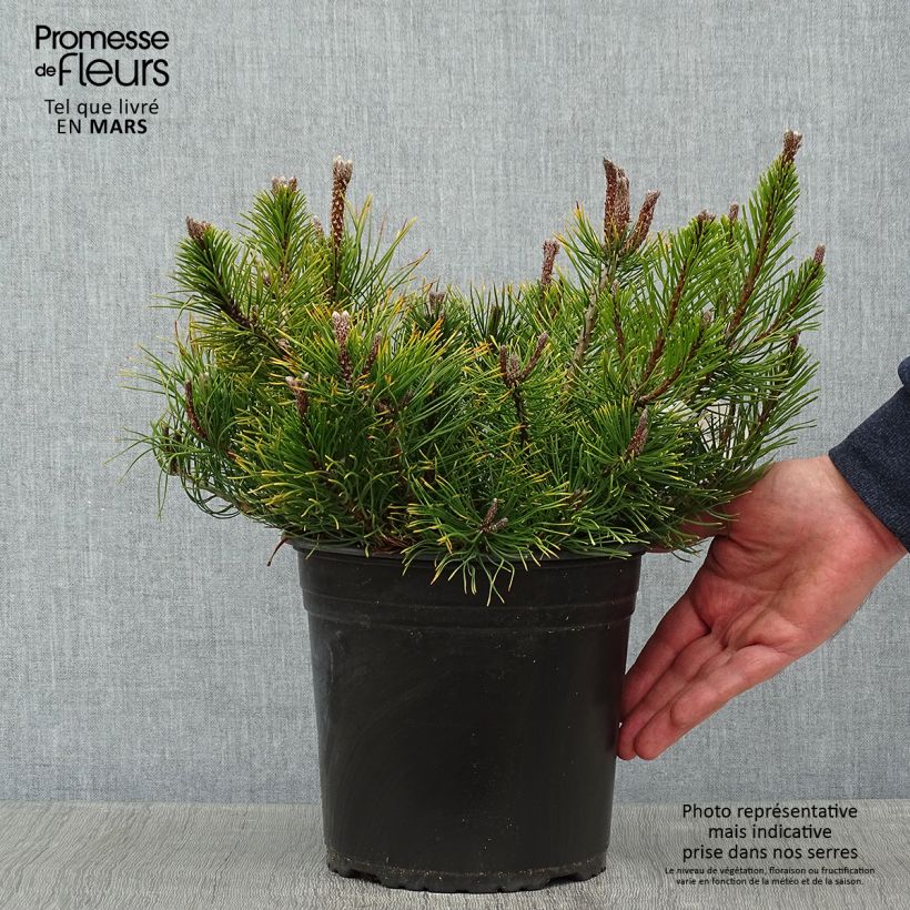 Exemplar von Pinus mugo mughus - Krummholz-Kiefer Topf mit 4L/5L wie im Winter geliefert