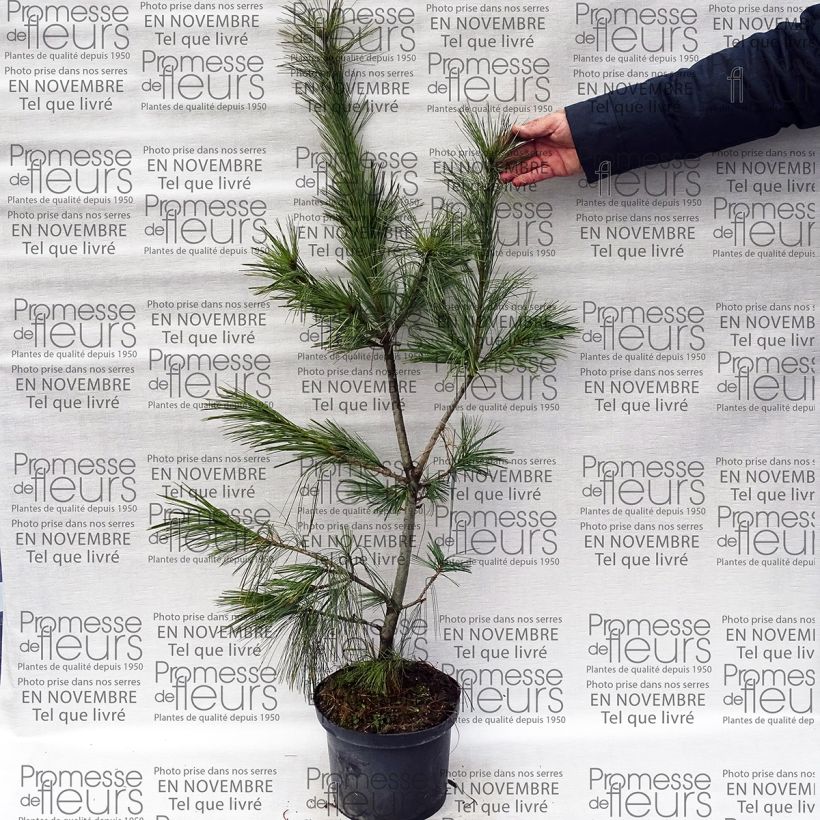 Example of Pinus schwerinii - Zapfenkiefer Topf mit 7,5L/10L as you get