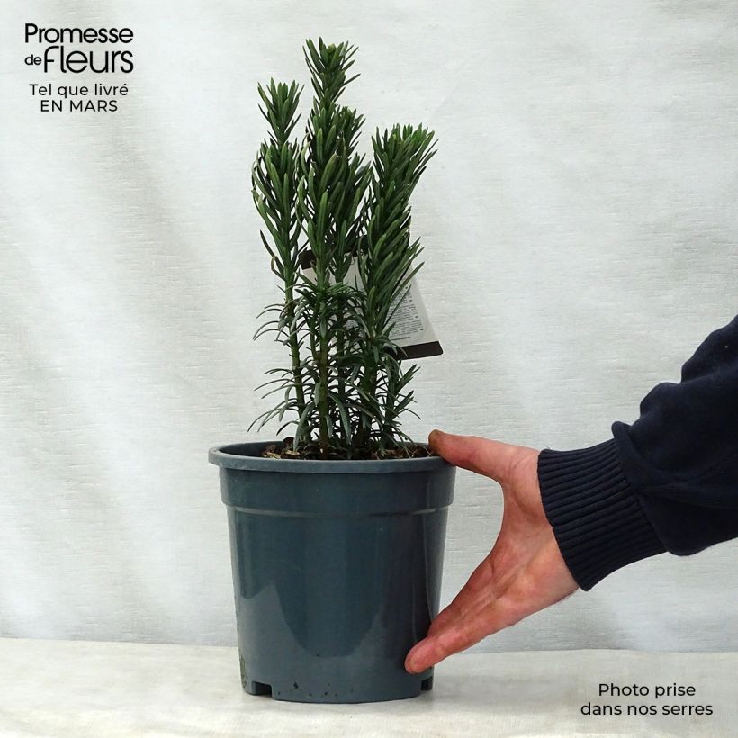 Exemplar von Cephalotaxus harringtonia Fastigiata - Harringtons Kopfeibe Topf mit 2L/3L wie im Frühjahr geliefert