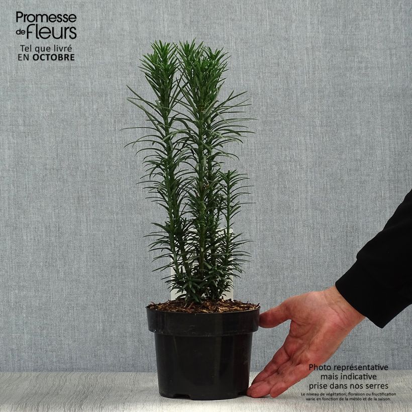 Example of Cephalotaxus harringtonia Fastigiata - Harringtons Kopfeibe Topf mit 2L/3L as you get in automne