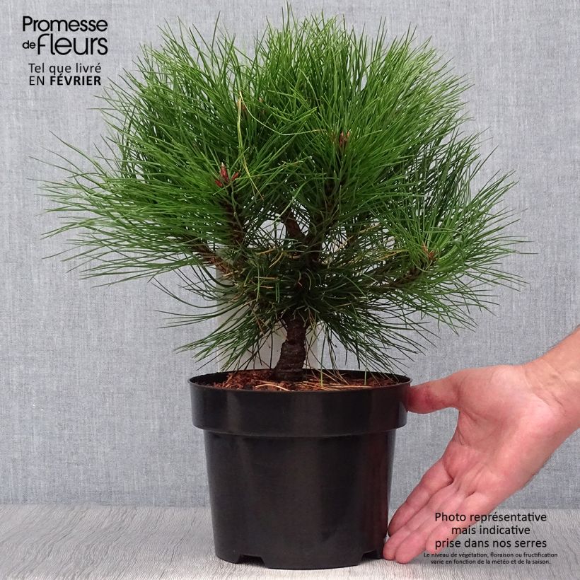 Example of Pinus nigra Marie Brégeon - Schwarzkiefer Topf mit 2L/3L as you get in automne