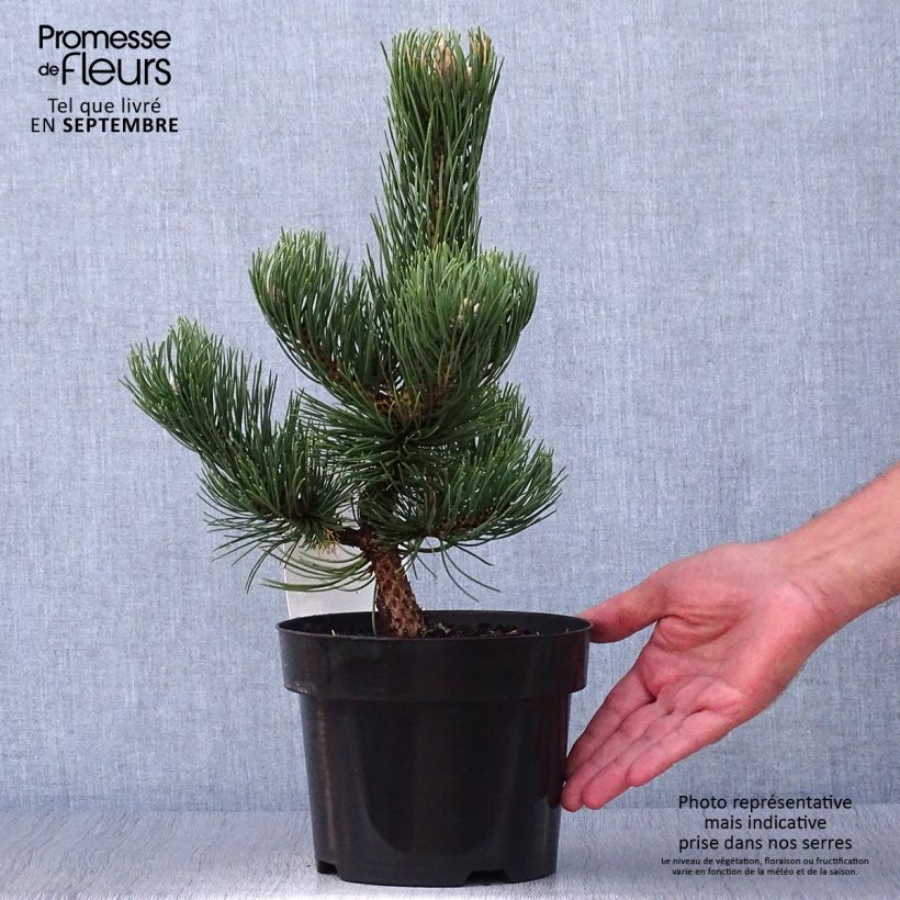Example of Pinus nigra Oregon Green - Schwarzkiefer Topf mit 2L/3L as you get in automne
