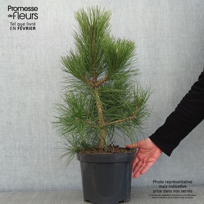 Exemplar von Pinus nigra nigra - Schwarzkiefer Topf mit 7,5L/10L wie im Winter geliefert