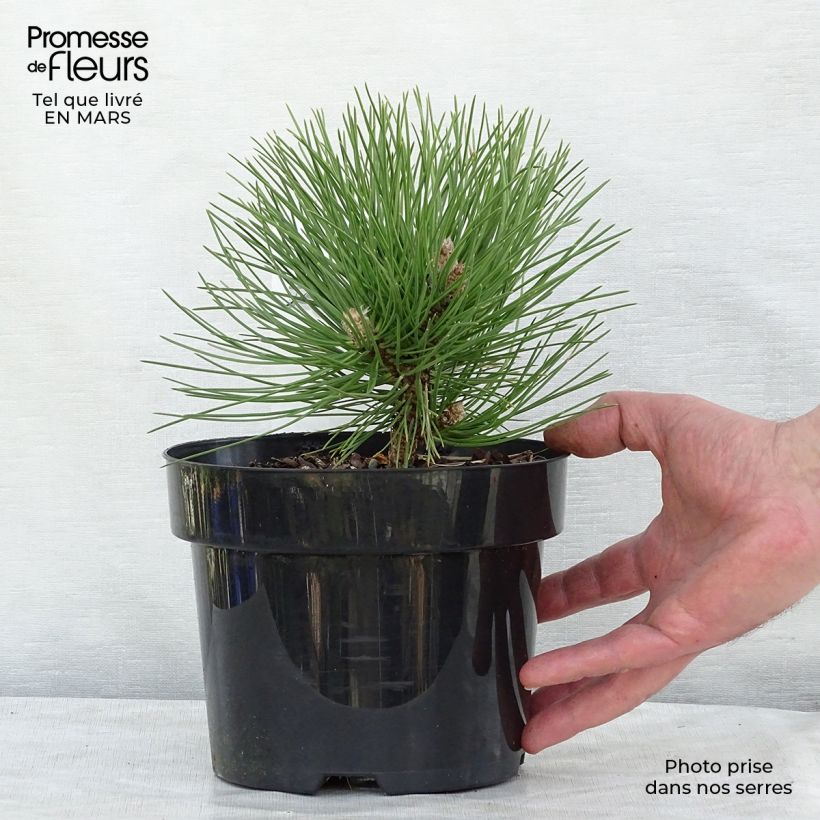 Exemplar von Pinus nigra 'Nana' - Schwarzkiefer Topf mit 2L/3L wie im Frühjahr geliefert