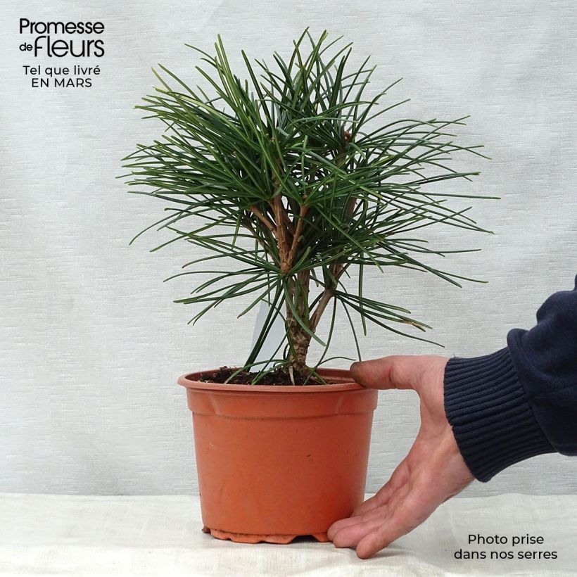 Exemplar von Sciadopitys verticillata - Japanische Schirmtanne Topf mit 2L/3L wie im Frühjahr geliefert