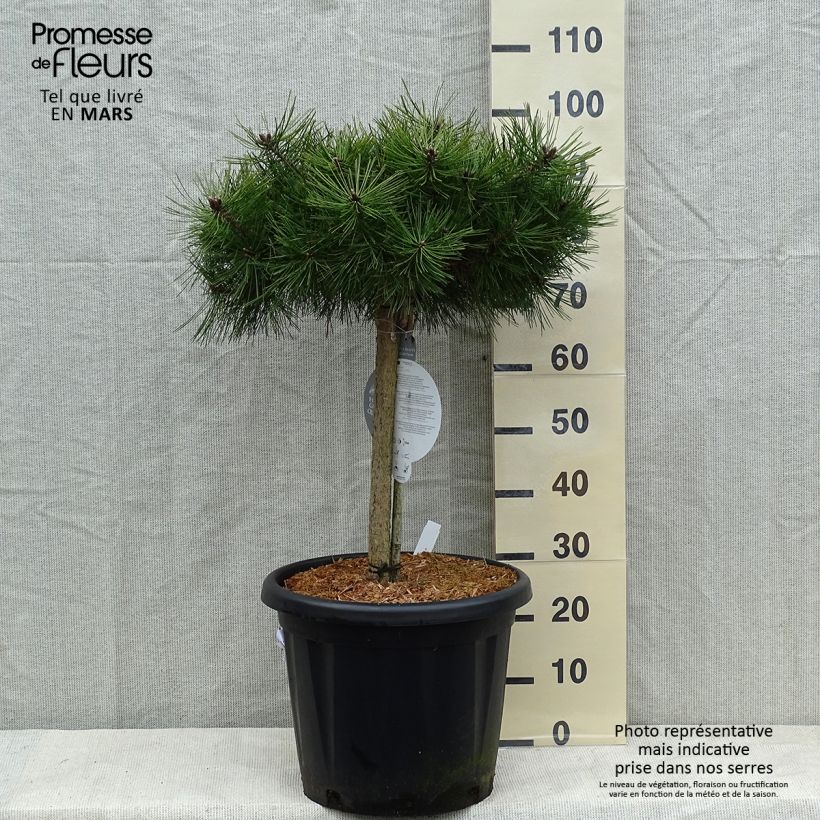 Exemplar von Pinus densiflora Low Glow - Japanische Kiefer Topf mit 7,5L/10L wie im Winter geliefert
