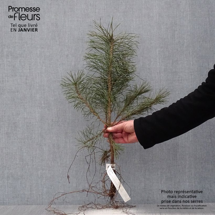 Example of Pinus sylvestris - Wald-Kiefer Wurzelnackt as you get in hiver