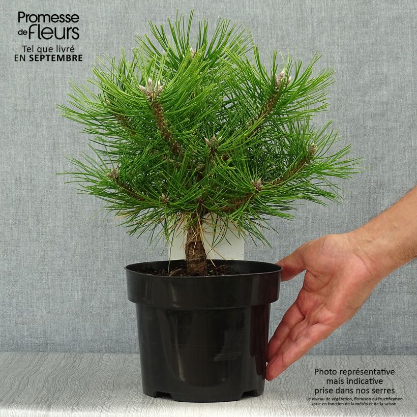 Example of Pinus densiflora Jane Kluis - Japanische Kiefer Topf mit 2L/3L as you get in automne