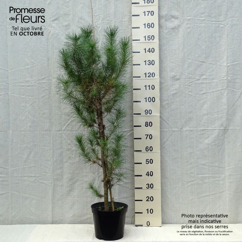 Example of Pinus insignis - Monterey-Kiefer Topf mit 7,5L/10L as you get in automne