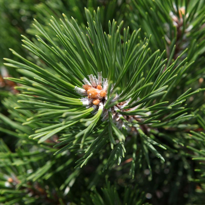 Pinus mugo Gnom - Bergkiefer (Laub)