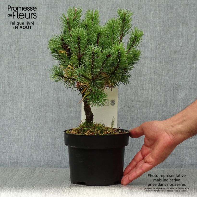 Exemplar von Pinus mugo Mops - Bergkiefer Topf mit 2L/3L wie im Sommer geliefert