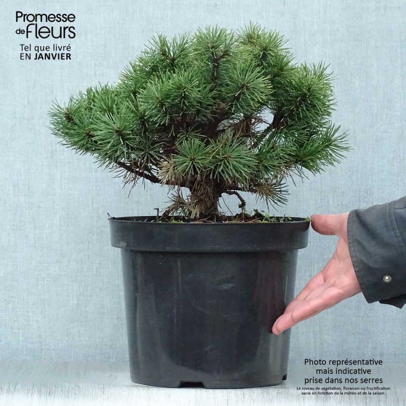 Exemplar von Pinus mugo Mops - Bergkiefer Topf mit 4L/5L wie im Winter geliefert