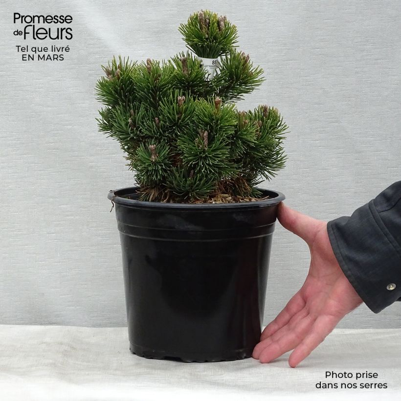 Exemplar von Pinus mugo Picobello - Bergkiefer Topf mit 2L/3L wie im Winter geliefert