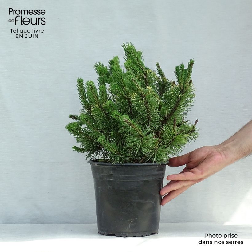 Exemplar von Pinus mugo Winter Gold - Bergkiefer Topf mit 2L/3L wie im Sommer geliefert