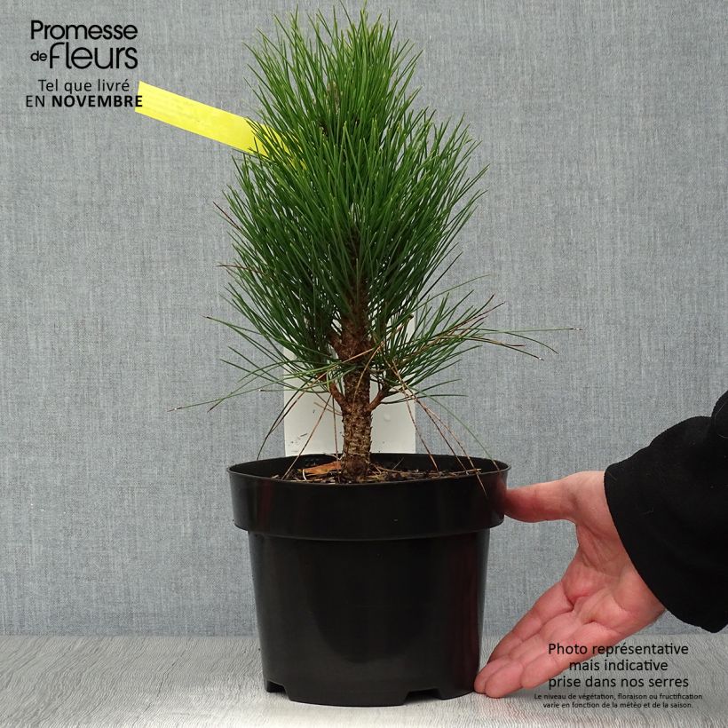 Example of Pinus nigra Green Tower - Schwarzkiefer Topf mit 2L/3L as you get in automne