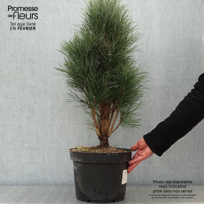 Exemplar von Pinus nigra Green Tower - Schwarzkiefer Topf mit 7,5L/10L wie im Winter geliefert