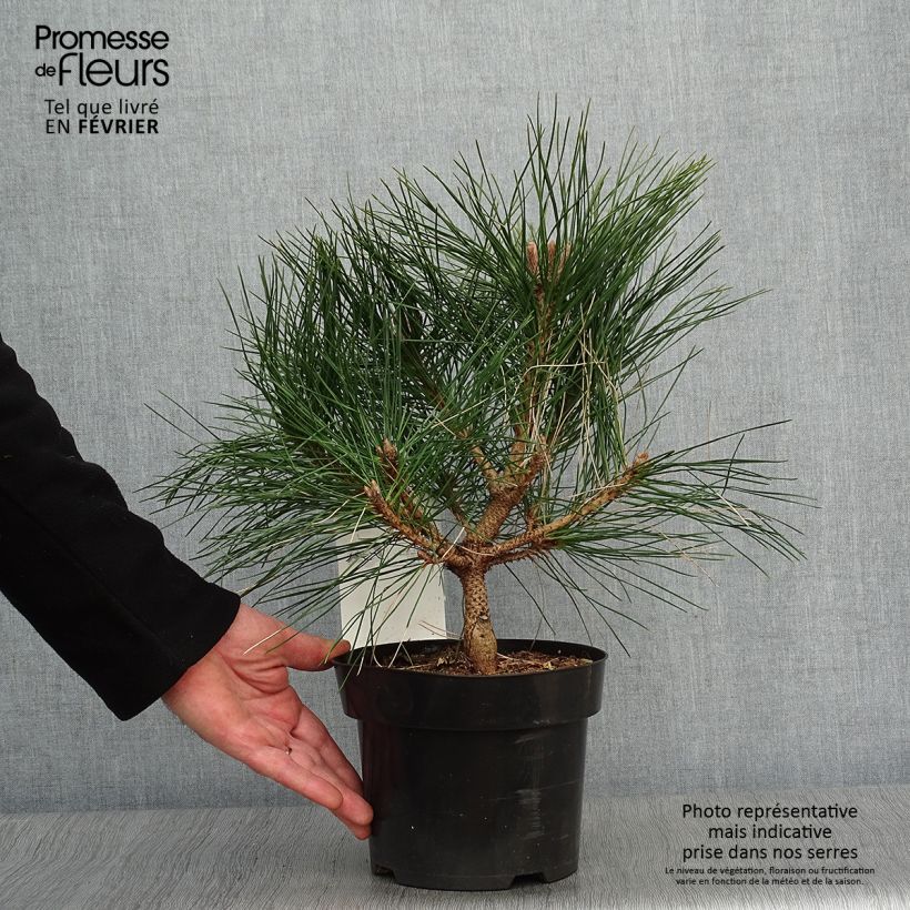 Exemplar von Pinus nigra Brégeon - Schwarzkiefer Topf mit 2L/3L wie im Winter geliefert