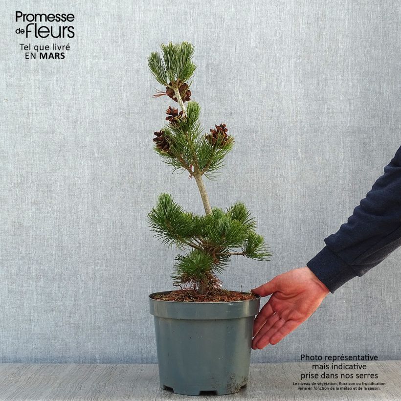 Exemplar von Pinus parviflora Glauca - Mädchen-Kiefer Topf mit 4L/5L wie im Winter geliefert