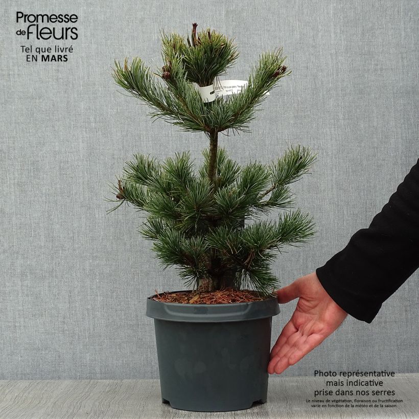 Exemplar von Pinus parviflora Negishi - Mädchen-Kiefer Topf mit 4L/5L wie im Winter geliefert