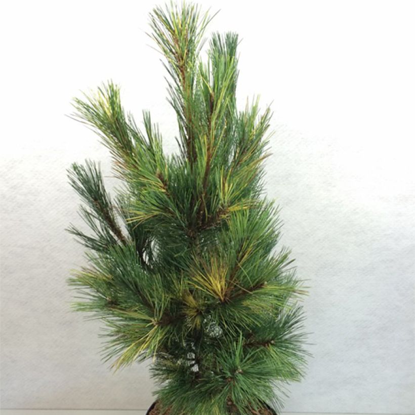 Pinus peuce Aureovariegata - Rumelische Kiefer (Hafen)