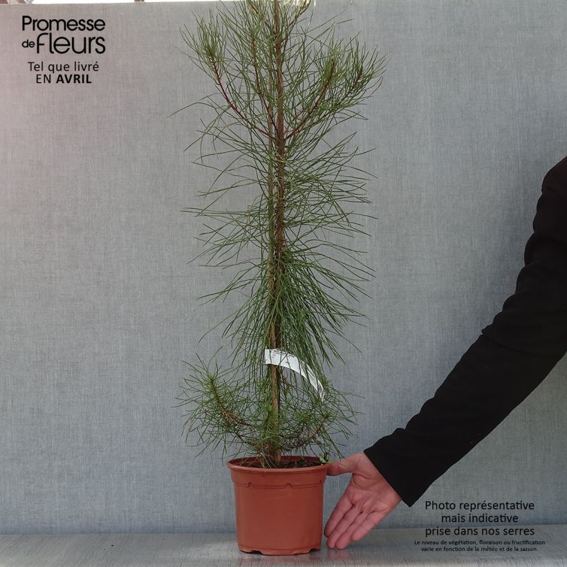 Exemplar von Pinus pinaster - See-Kiefer Topf mit 2L/3L wie im Frühjahr geliefert