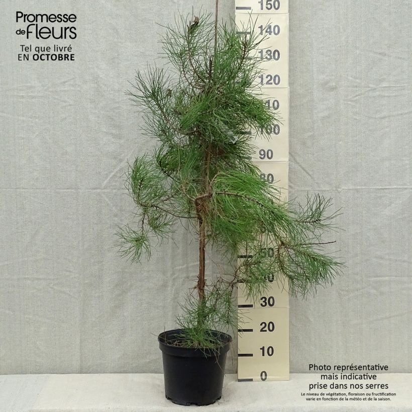Example of Pinus pinaster - See-Kiefer Topf mit 7,5L/10L as you get in automne