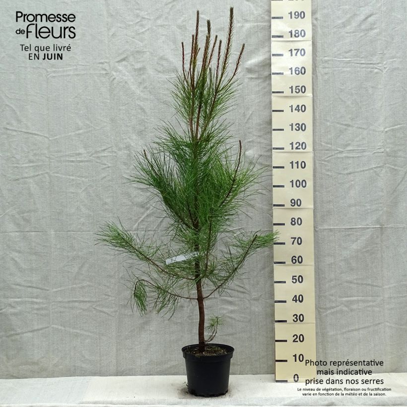 Exemplar von Pinus pinaster - See-Kiefer Topf mit 7,5L/10L wie im Frühjahr geliefert