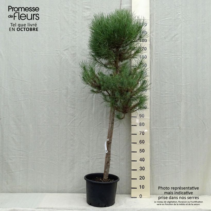 Example of Pinus pinea - Pinie Topf mit 30L/35L as you get in automne