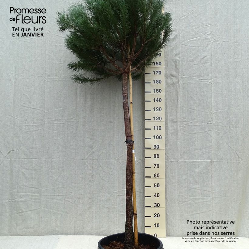 Example of Pinus pinea - Pinie Topf mit 50L/55L as you get in hiver