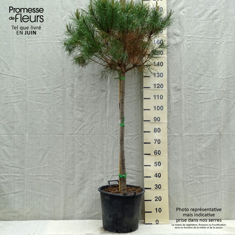 Exemplar von Pinus pinea - Pinie Topf mit 50L/55L, Stamm wie im Frühjahr geliefert