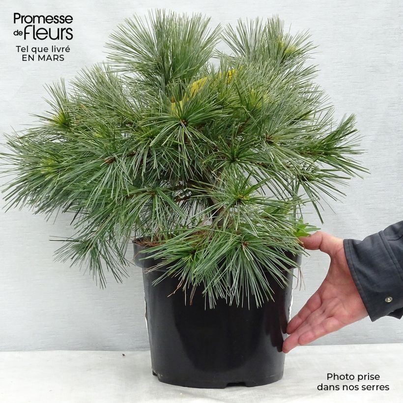Exemplar von Pinus strobus Minima - Weymouths-Kiefer Topf mit 7,5L/10L wie im Winter geliefert