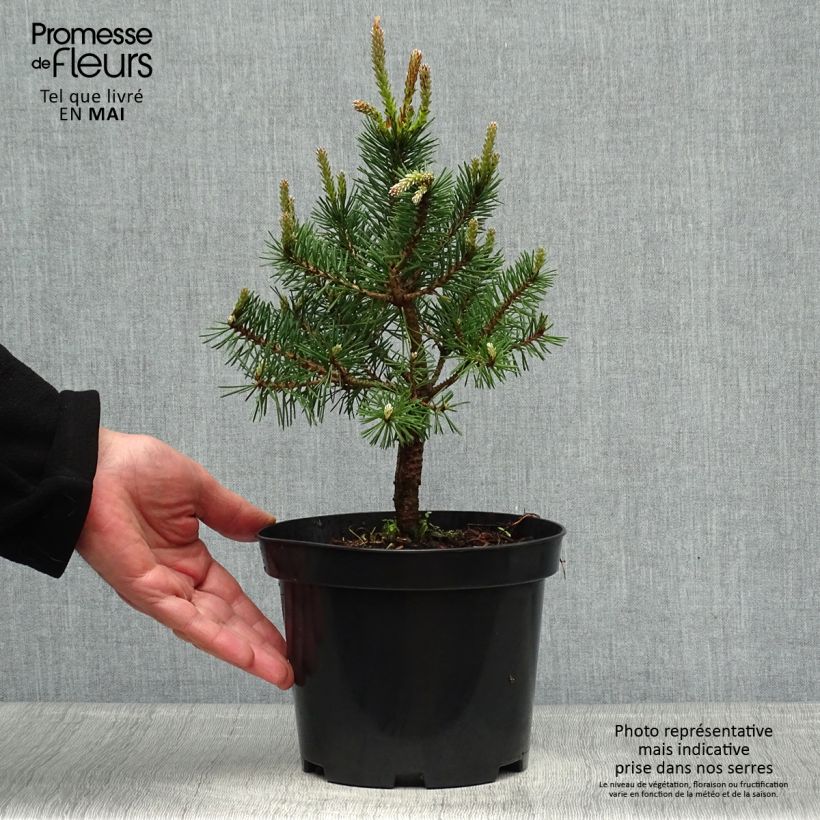 Example of Pinus sylvestris Sandringham - Wald-Kiefer Topf mit 2L/3L as you get in printemps