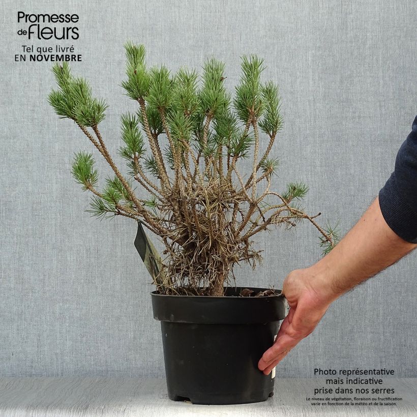 Example of Pinus sylvestris Watereri - Wald-Kiefer Topf mit 2L/3L as you get in automne