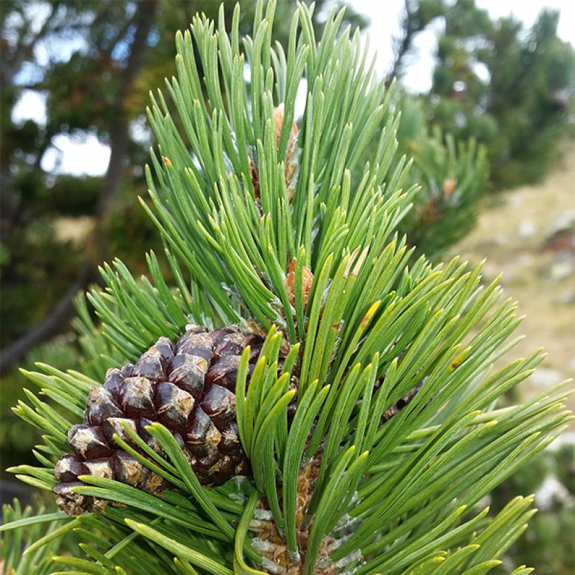 Pinus uncinata Kladská - Spirke (Laub)