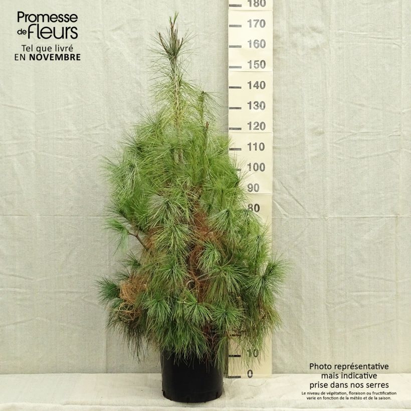Example of Pinus wallichiana - Himalaya-Kiefer Topf mit 18L/20L as you get in automne