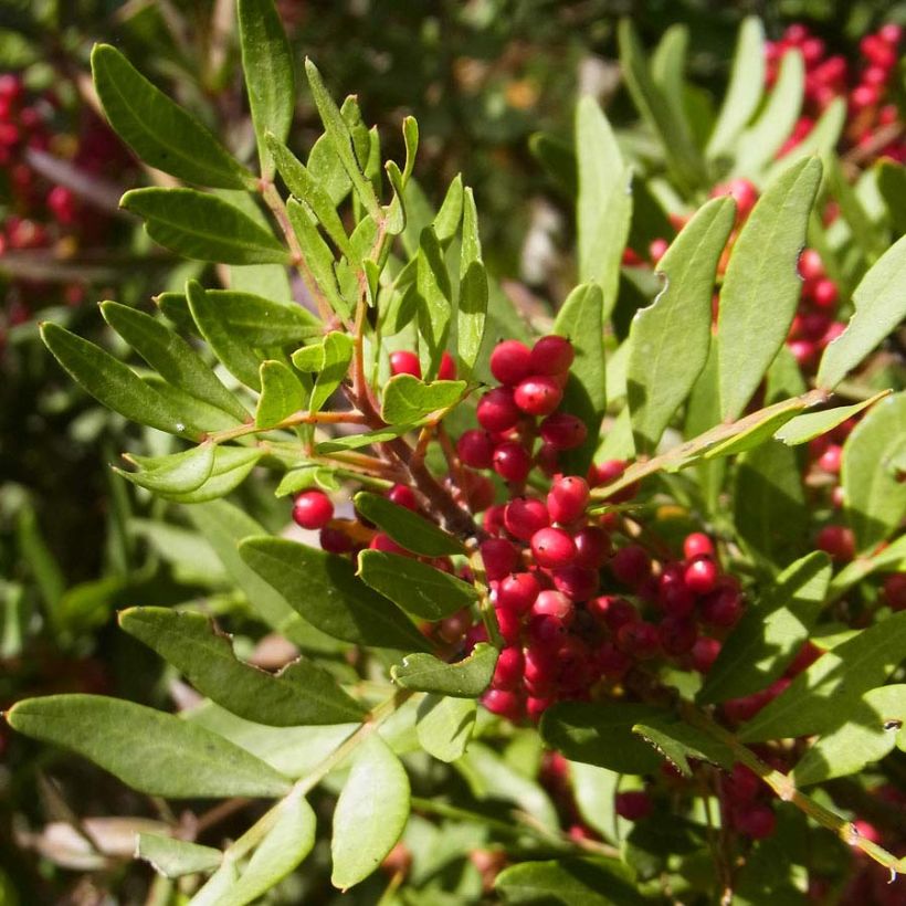 Pistacia lentiscus - Mastixstrauch (Foliage)