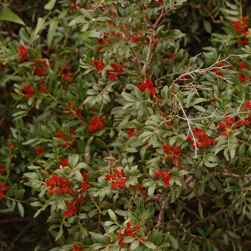 Pistacia lentiscus - Mastixstrauch (Flowering)