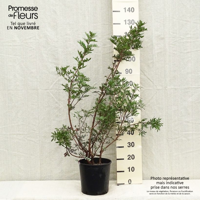 Example of Pistacia lentiscus - Mastixstrauch Topf mit 6L/7L as you get in automne