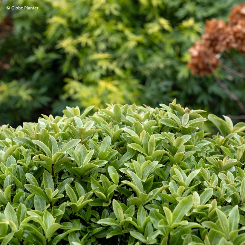 Pittosporum Orbitea - Schmalblättriger Klebsame (Laub)