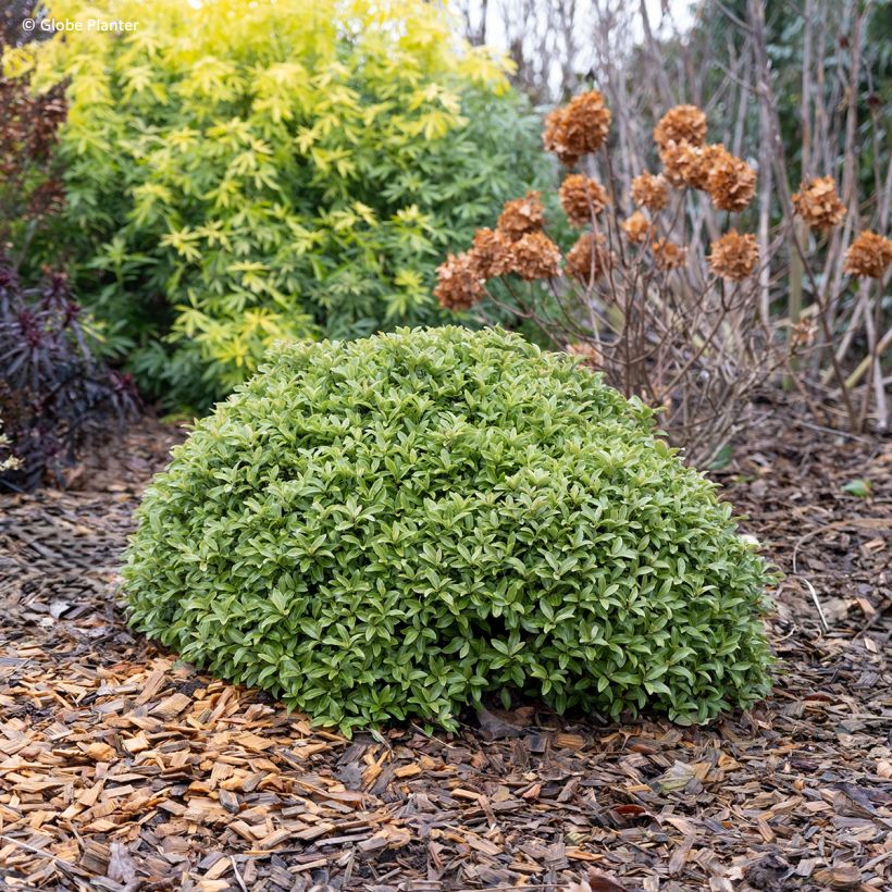 Pittosporum Orbitea - Schmalblättriger Klebsame (Hafen)