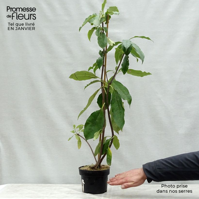 Example of Pittosporum daphniphylloides Topf mit 2L/3L as you get in hiver