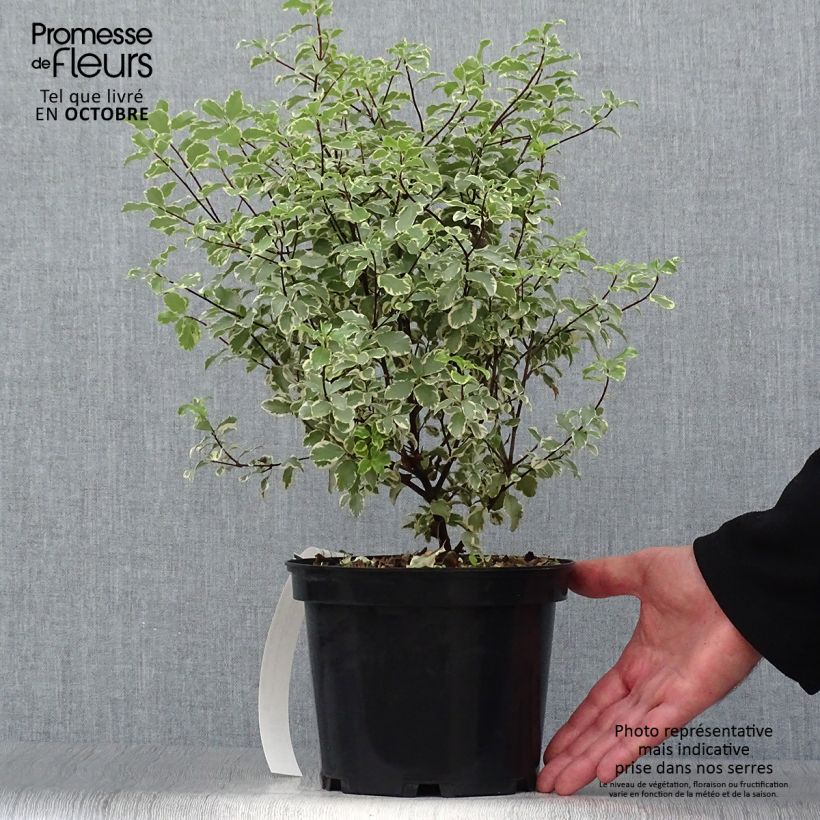 Exemplar von Pittosporum eugenoides Variegatum Topf mit 3L/4L wie im Herbst geliefert