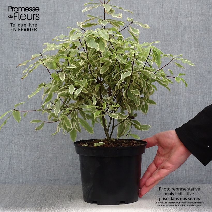 Exemplar von Pittosporum eugenoides Variegatum Topf mit 3L/4L wie im Winter geliefert