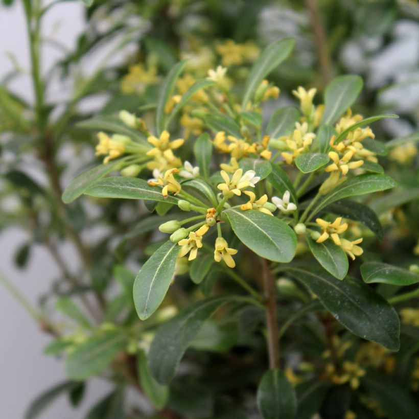 Pittosporum Green Mound - Chinesischer Klebsame (Laub)