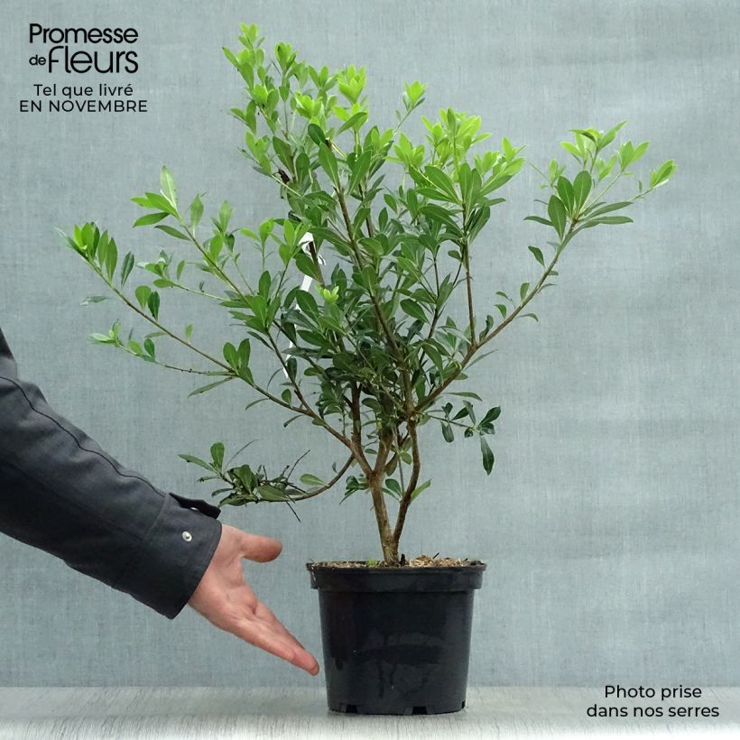 Example of Pittosporum heterophyllum Topf mit 2L/3L as you get in automne