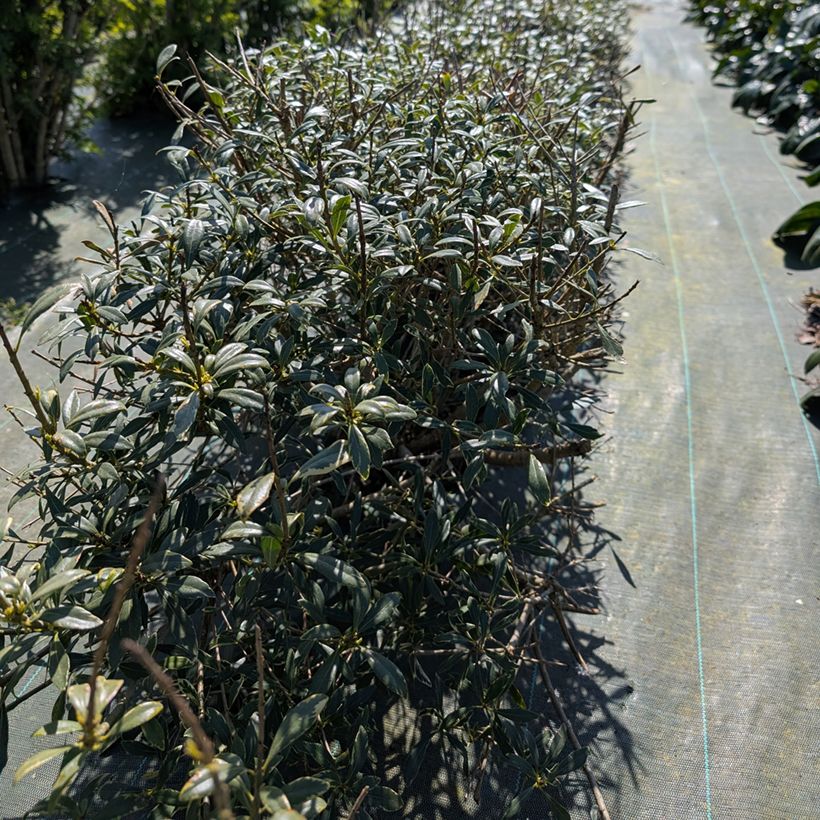 Pittosporum heterophyllum Quissac (Wuchs)