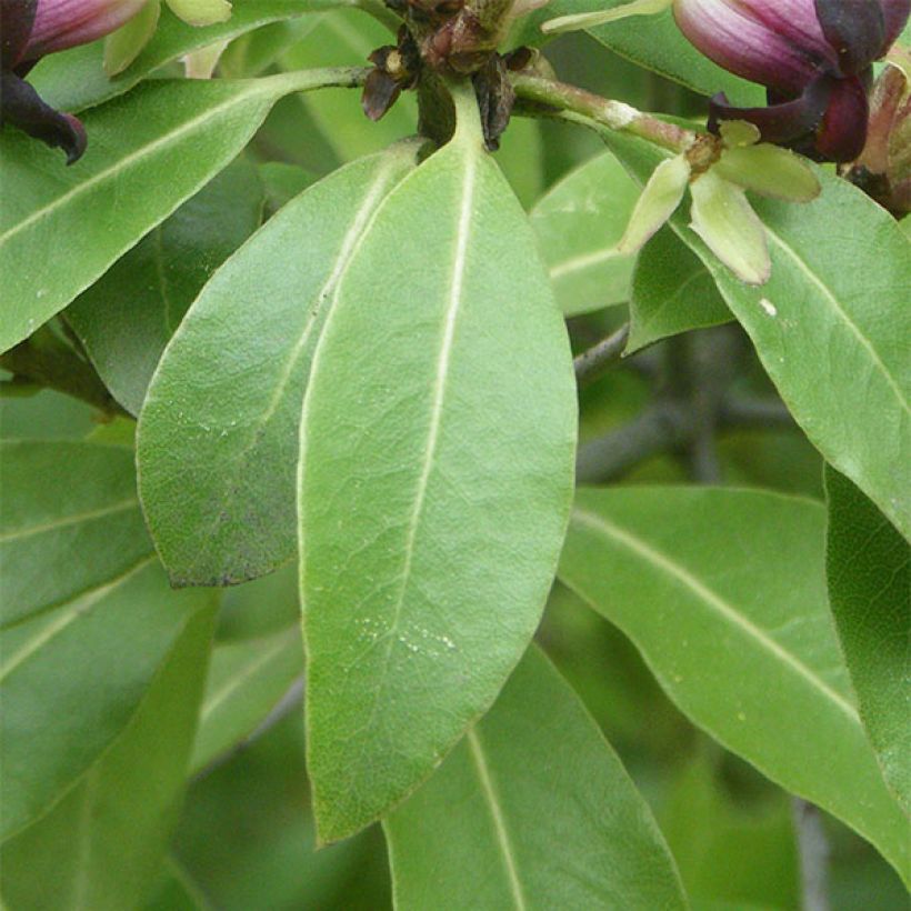 Pittosporum tenuifolium - Schmalblättriger Klebsame (Foliage)