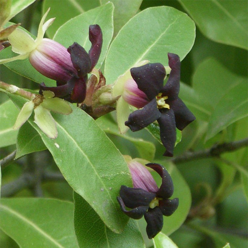 Pittosporum tenuifolium - Schmalblättriger Klebsame (Flowering)