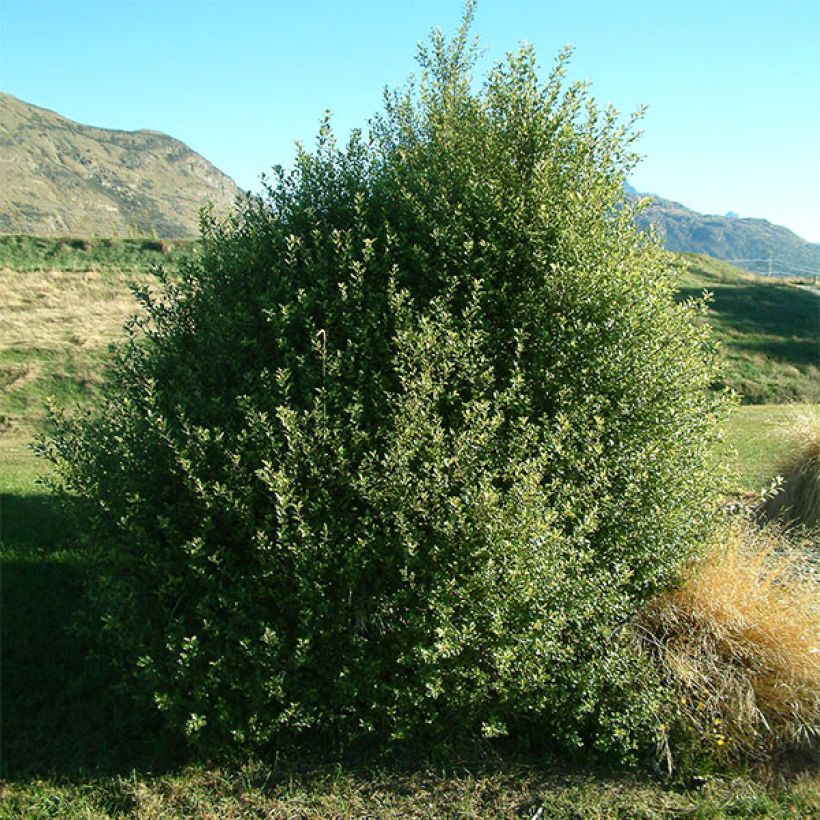 Pittosporum tenuifolium - Schmalblättriger Klebsame (Plant habit)